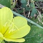 Oenothera triloba Λουλούδι