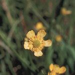 Ranunculus alismifolius Цвят