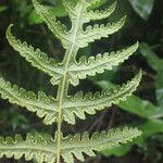 Blotiella pubescens Leaf