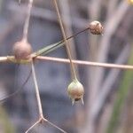 Oldenlandia lancifolia Плід