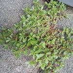 Portulaca oleracea عادت داشتن