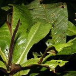 Ardisia auriculata Frugt