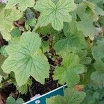 Pelargonium multibracteatum Leaf