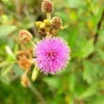 Mimosa quadrivalvis Flower