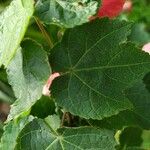 Callianthe picta Folha