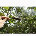 Helicteres baruensis Meyve