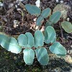 Pellaea atropurpurea Hoja