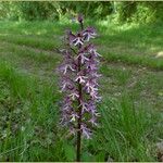 Orchis × angusticruris 整株植物