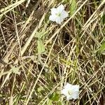 Convolvulus hermanniae Habit