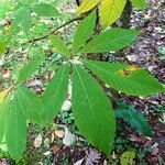 Aesculus chinensis Hoja