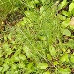 Seseli peucedanoides Hoja