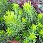 Sedum reflexumList