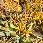Aloe striata फूल