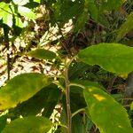 Kiggelaria africana چھال
