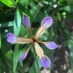 Iris foetidissima Žiedas