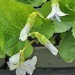 Viola sororia Flower