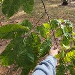 Castanea mollissima Leaf