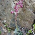 Saxifraga media Habitus