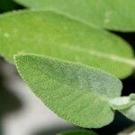 Salvia fruticosa पत्ता