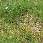 Ophrys insectifera Libunga