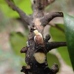 Planchonella roseoloba Fruchs