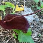 Typhonium roxburghii Цвят