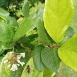 Viburnum suspensum Levél