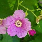 Rubus odoratus Flower