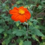 Tithonia rotundifoliaFlower