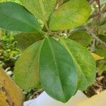 Ficus rubiginosa Φύλλο