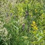 Calamagrostis canescens Flower