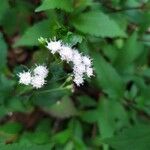 Ageratina riparia Кветка