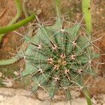 Ferocactus herrerae Foglia