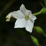 Nicotiana quadrivalvis Flor