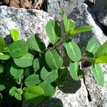 Alysicarpus ovalifolius Leaf