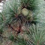 Pinus nigra List