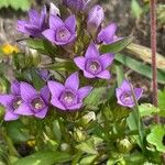 Gentianella ramosa Floare