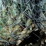 Coryphantha ramillosa Hábito