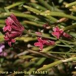 Asperula aristata Flor