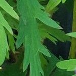 Aconitum variegatum Leaf