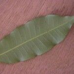 Parahancornia fasciculata Leaf