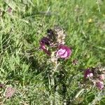 Pedicularis gyroflexa Flower