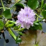 Eichhornia crassipes Fiore