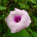 Ipomoea tiliacea Flower