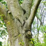 Quercus pubescens Écorce