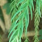 Cryptomeria japonica ᱥᱟᱠᱟᱢ