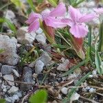 Dianthus glacialis Hábito