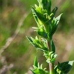 Linaria genistifolia List