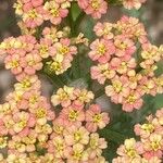 Achillea distans Flor
