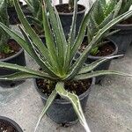 Agave xylonacantha Hostoa